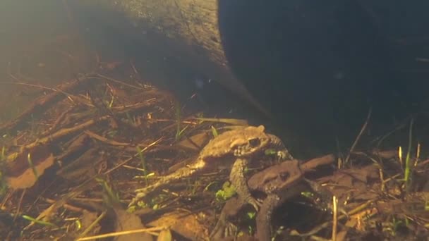 Frog under water. Spring. — Stock Video