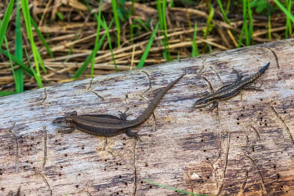 kertenkele bir oturum.