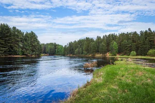 Mologa ormanda akan nehir