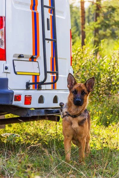 Dog service of EMERCOM of Russia. A rescue dog. — Stock Photo, Image