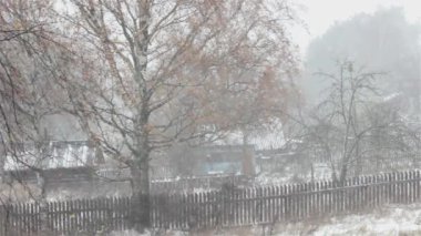 İlk kar. Tipide Sarı huş ağacı yaprakları.