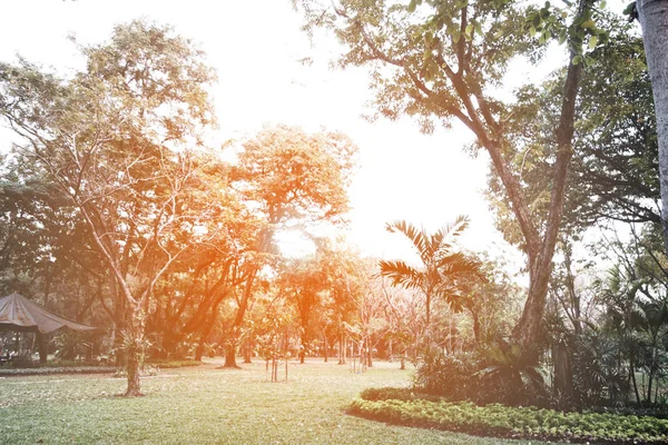 Bahçe arka plan. Sabah rahatlamak için doğal park                         