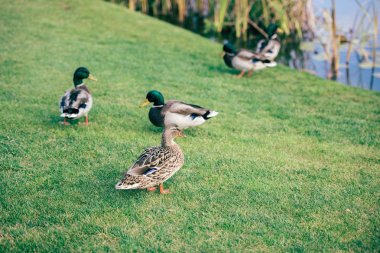 Evcil ördekler yeşil çimenlerin üzerinde