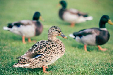 Domestic ducks on green grass clipart