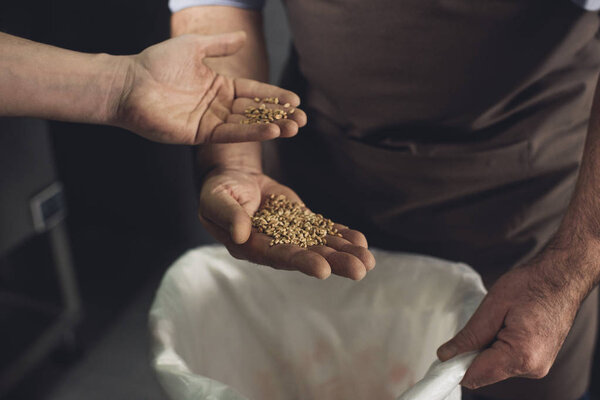 Работники пивоваренного завода проверяют зерно
