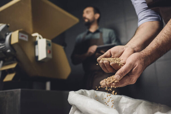 Работник пивоваренного завода проверяет зерно
