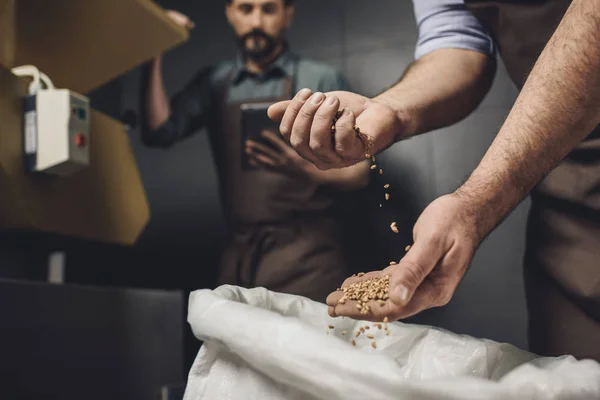 Trabalhador da cervejaria que inspeciona grãos — Fotografia de Stock