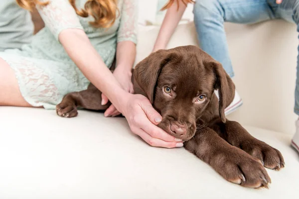 Família brincando com filhote de cachorro — Fotografia de Stock