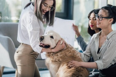 Mecaz ofis köpek ile 