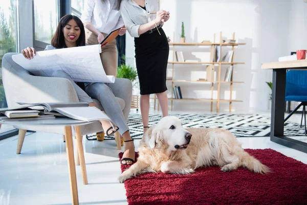 Arkitekter som arbetar med blueprint liggande hund — Stockfoto