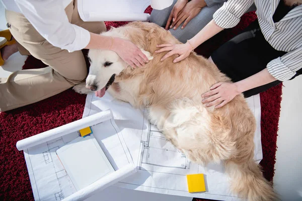 Empresárias acariciando peludo cão — Fotografia de Stock