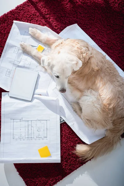 Dog lying on blueprints near digital tablet — Stock Photo, Image