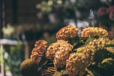 beautiful hydrangea flowers  clipart