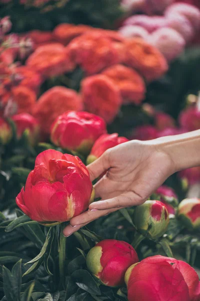 Hand with beautiful peonies — Stock Photo, Image