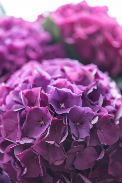 Schöne blühende Blumen — Stockfoto