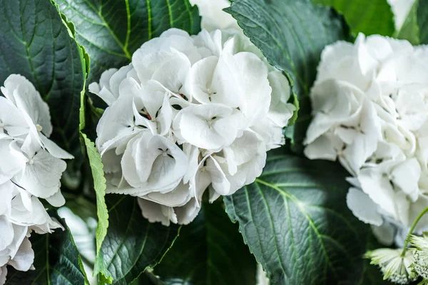 beautiful blooming flowers