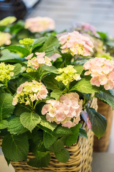 Mooie bloemen in bloemenwinkel — Stockfoto