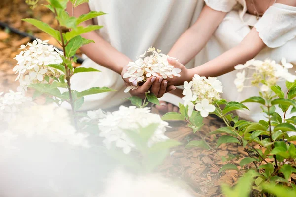 Hands touching blooming flowers — Stock Image Hands touching blooming flowers Royalty Free Stock Images