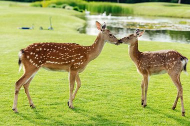 beautiful deer in park clipart