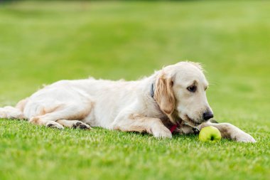 köpek çim üzerinde yalan apple ile