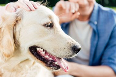 Dilini çıkarmış Golden retriever köpeği.