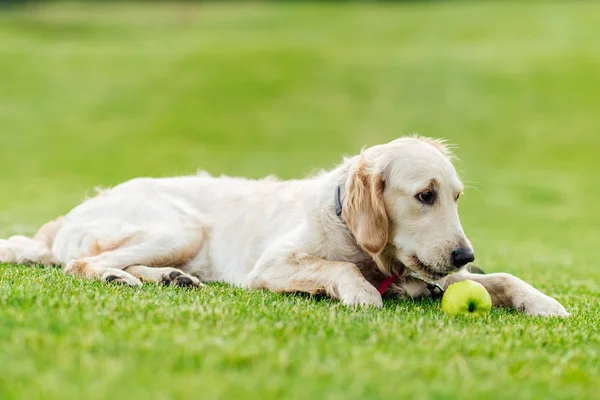 Perro con manzana acostado en la hierba — Foto de Stock