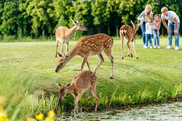 公園こうえんで鹿を見て家族 — ストック写真