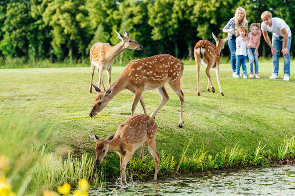 family looking at deer in park