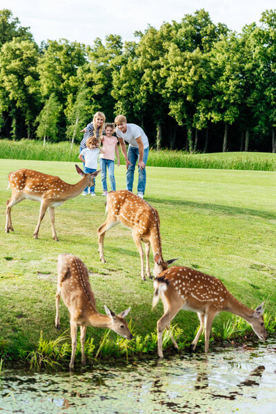 Семья смотрит на оленей в парке
