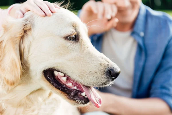 Dilini çıkarmış Golden retriever köpeği.