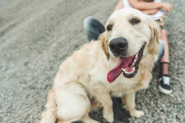Golden retriever köpeği