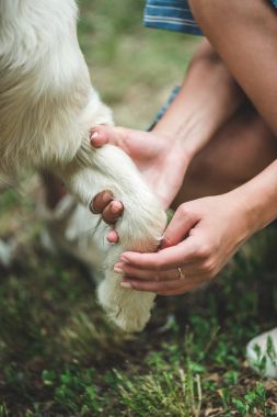 kadın holding pençe köpek