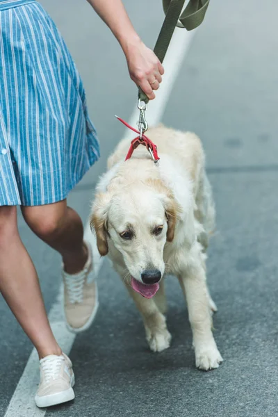 Žena kráčející se psem — Stock fotografie