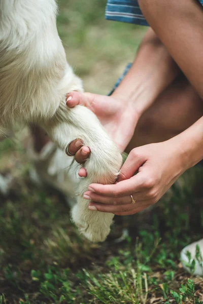 Wanita memegang kaki anjing. — Stok Foto