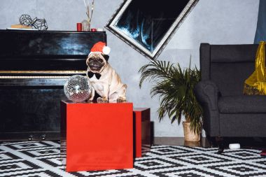 Noel Baba şapkası Pug yavrusu