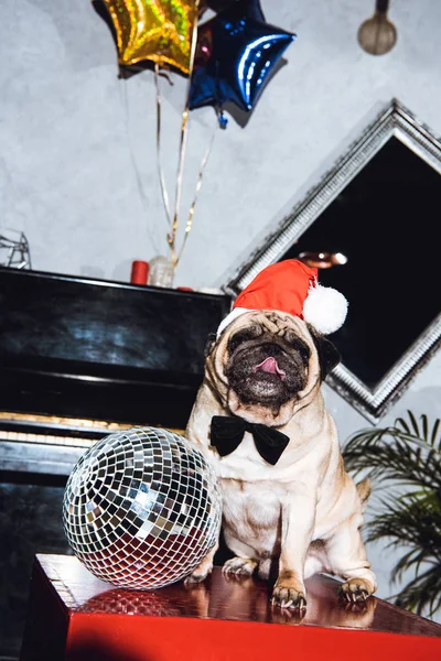 Mops santa — Stockfoto