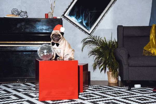Pug puppy in santa hat — Stock Photo, Image