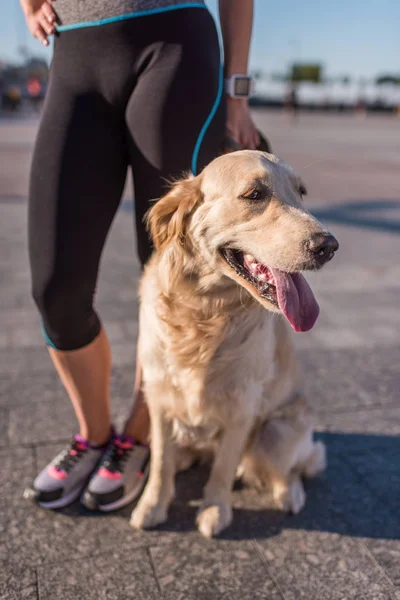 Golden retriever dog — Stock Photo, Image