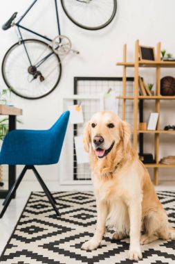 komik köpek oncarpet katta oturan