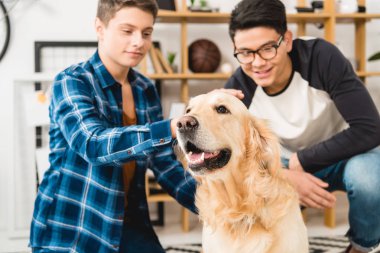 gülümseyen genç erkek köpek vasıl ev palming