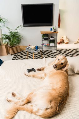 komik retriever köpek kanepede ile game pad yalan ve kameraya bakıyor