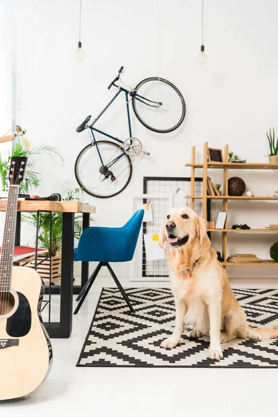 Grappige Hond Zittend Een Tapijt Vloer Zoek Weg — Stockfoto