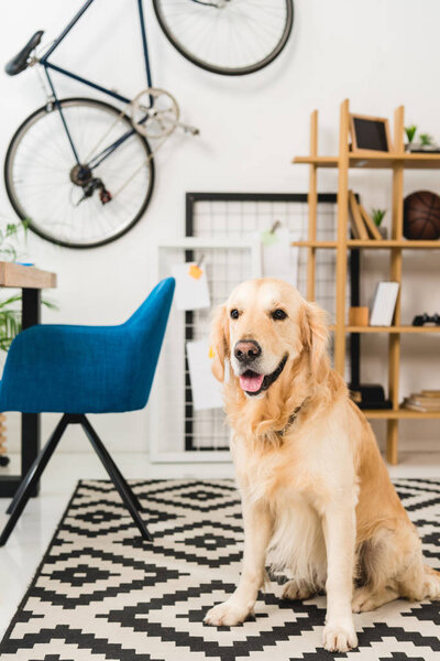 funny dog sitting oncarpet on floor