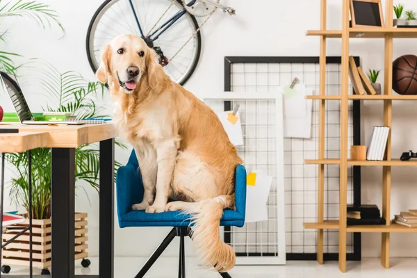 Perro Divertido Sentado Silla Azul Casa Mirando Hacia Otro Lado — Foto de Stock