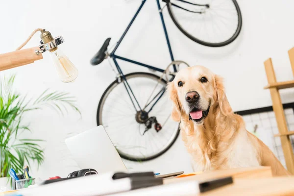 Cão Engraçado Sentado Mesa Casa Olhando Para Câmera — Fotografia de Stock