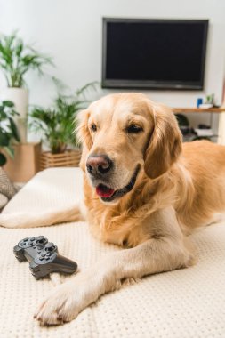 komik retriever köpek ile game pad koltukta yalan 