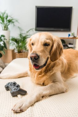 funny retriever dog lying on sofa with game pad  clipart