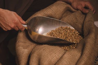 partial view of worker gathering coffee beans with metal scoop from sack bag clipart