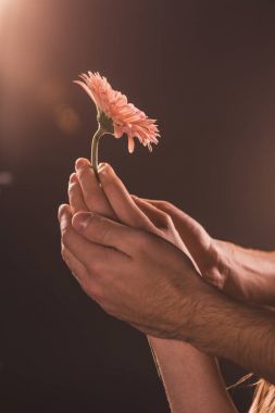 gerbera çiçek, kahverengi üzerinde tutarak ihale çiftin kırpılmış görünümü