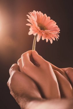 gerbera çiçek, kahverengi üzerinde tutan bir çift kırpılmış görünümü
